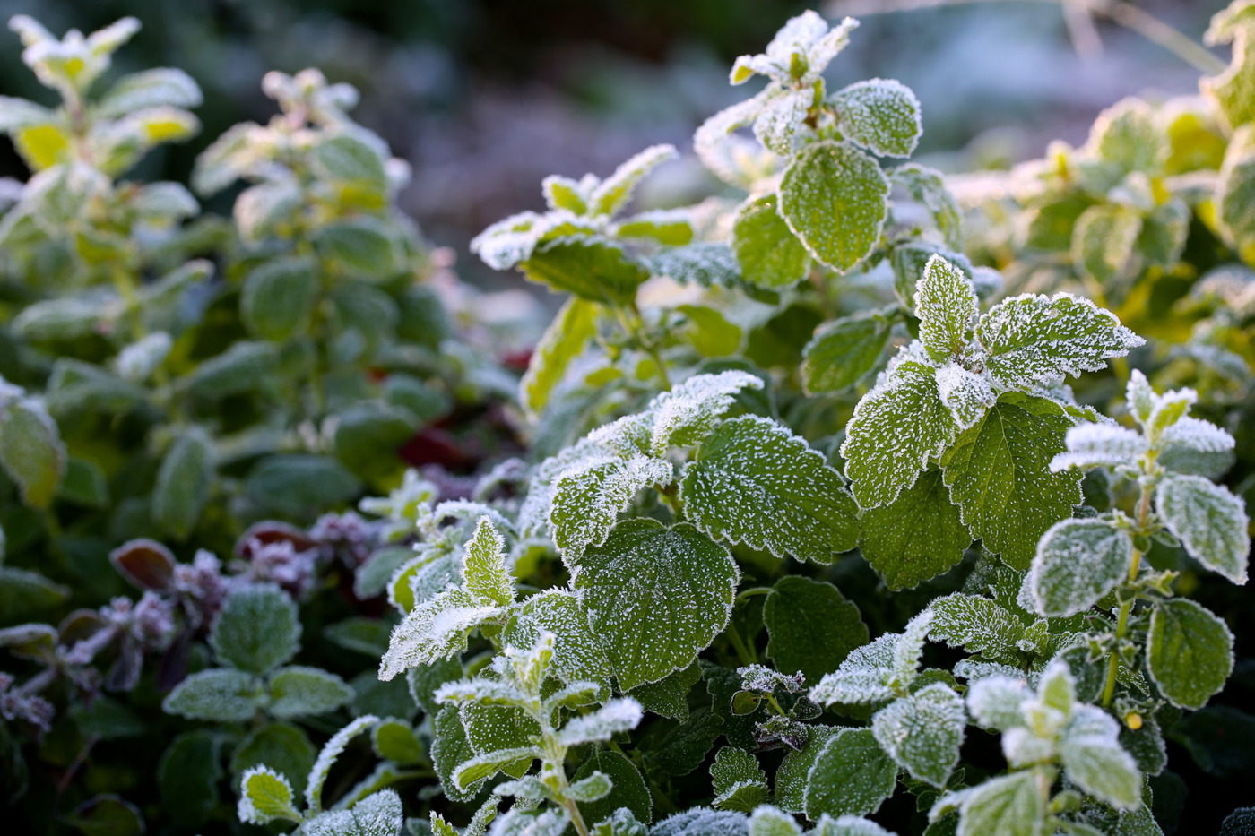 Lemon balm, all dressed up in frost.