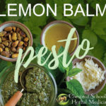Lemon Balm Pesto Recipe