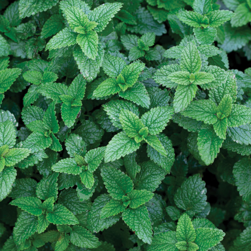 A patch of Lemon Balm.