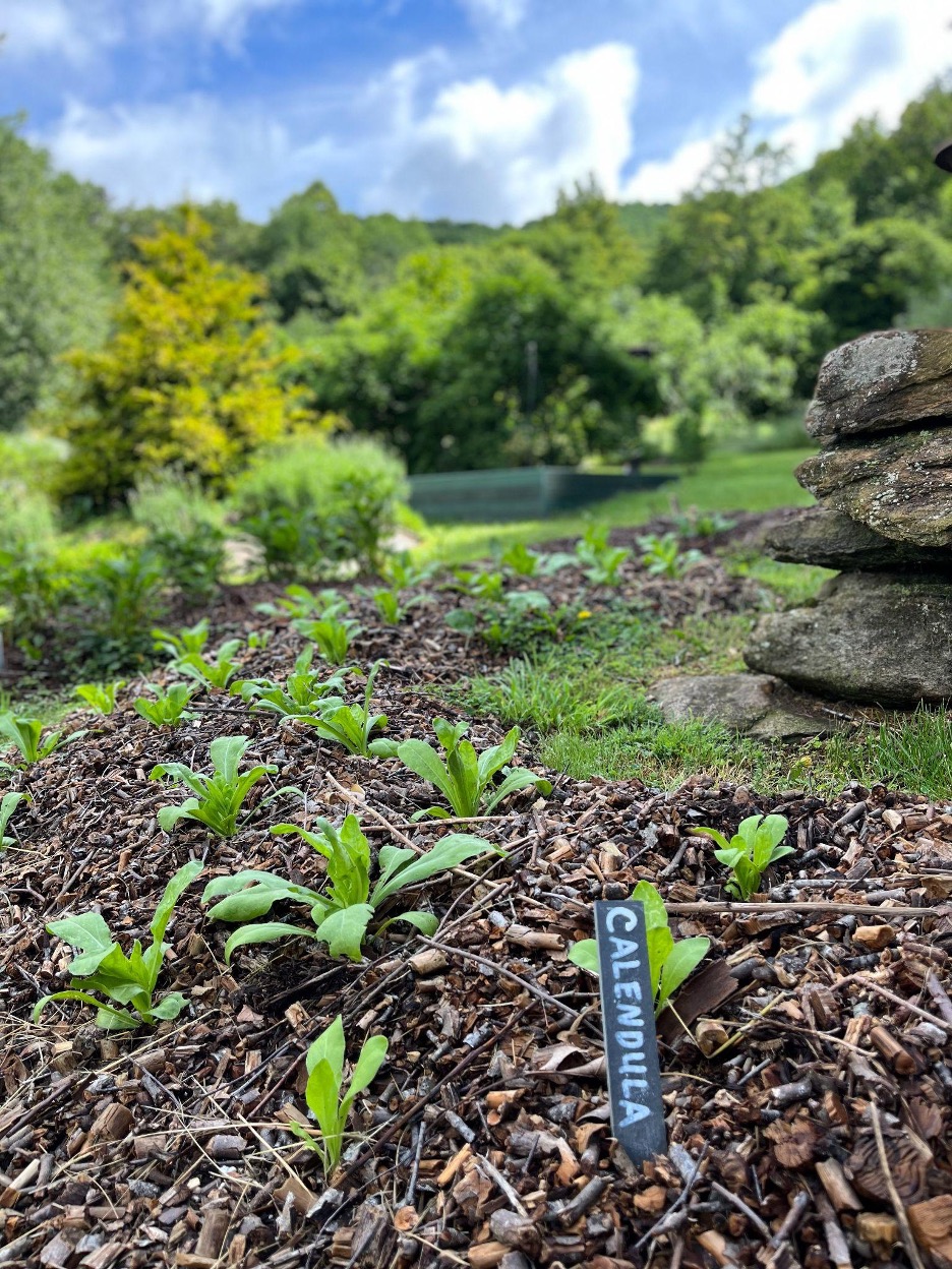 A patch of small calendula leaves sprouting in a garden.