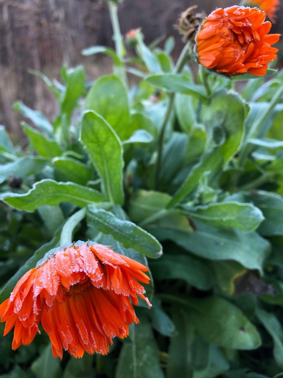 Two calendula blooms with a hint of frost on their petals.