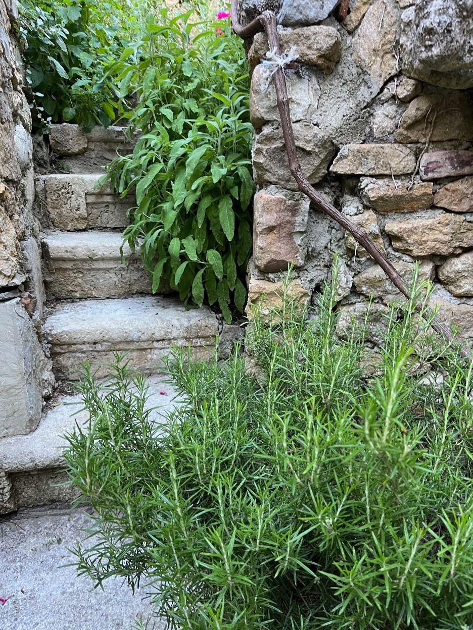 Outdoor steps with sage and rosemary growing in the cracks.