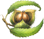 Chestnut School of Herbal Medicine