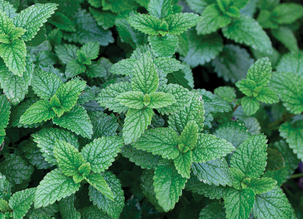 A thick patch of bright green Lemon balm.