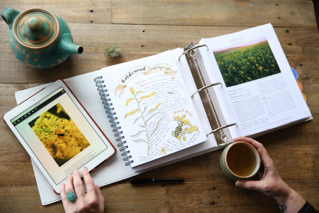 A student uses a book and tablet to study goldenrod. There is a tablet and mug of tea and pen on the desk.
