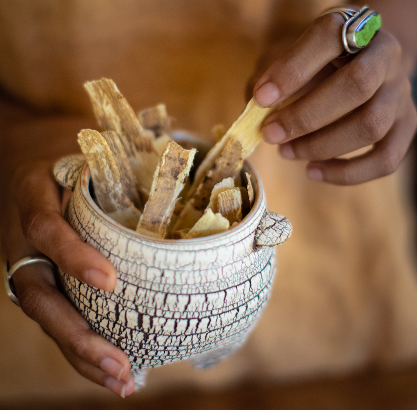 Hands holding a cup of processed astragalus root.