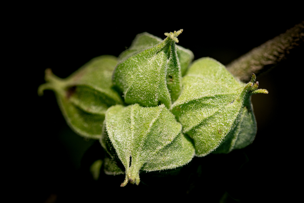 The developing fruit of an ashwagandha plant.