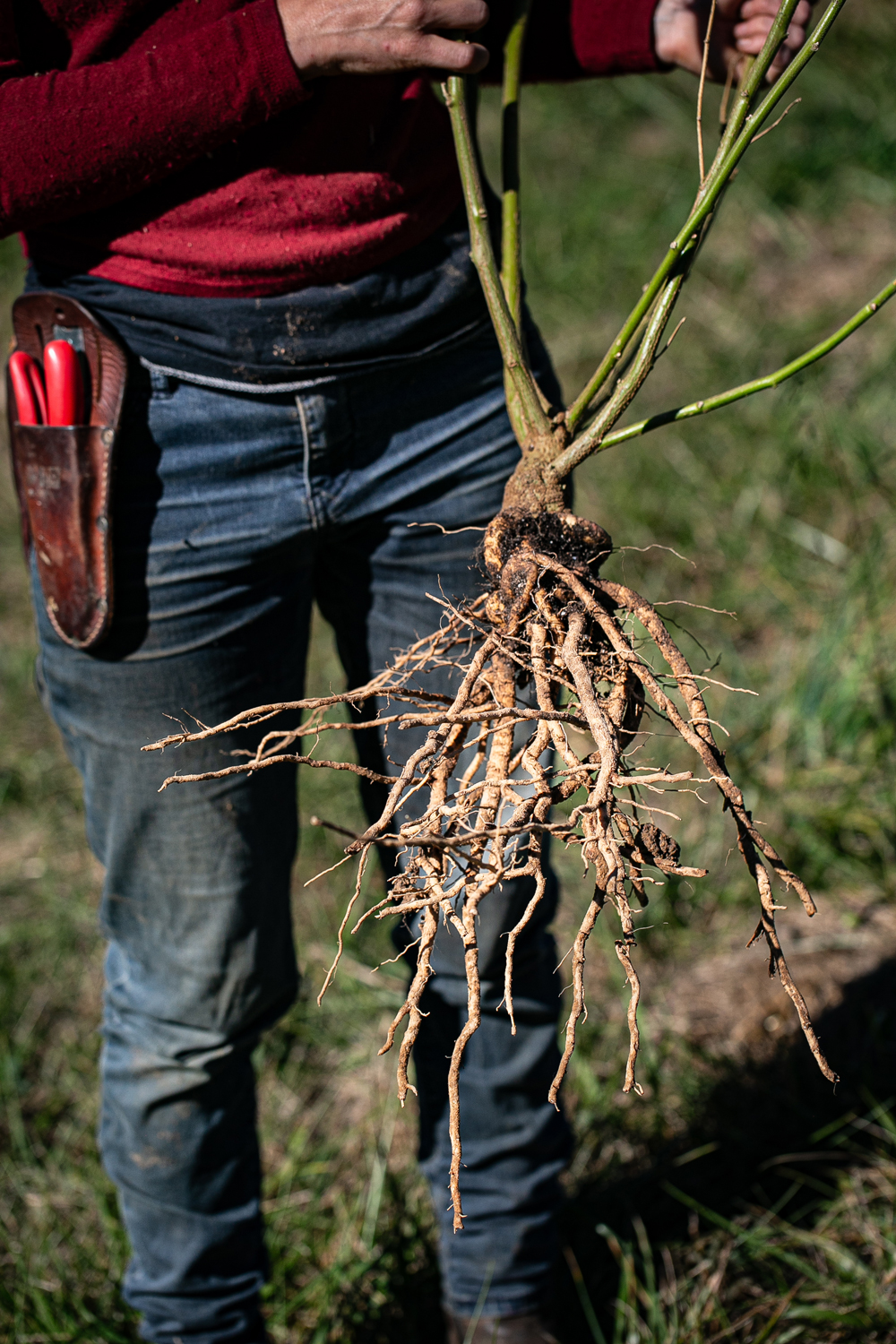 The roots of a freshly harvested ashwagandha plant.
