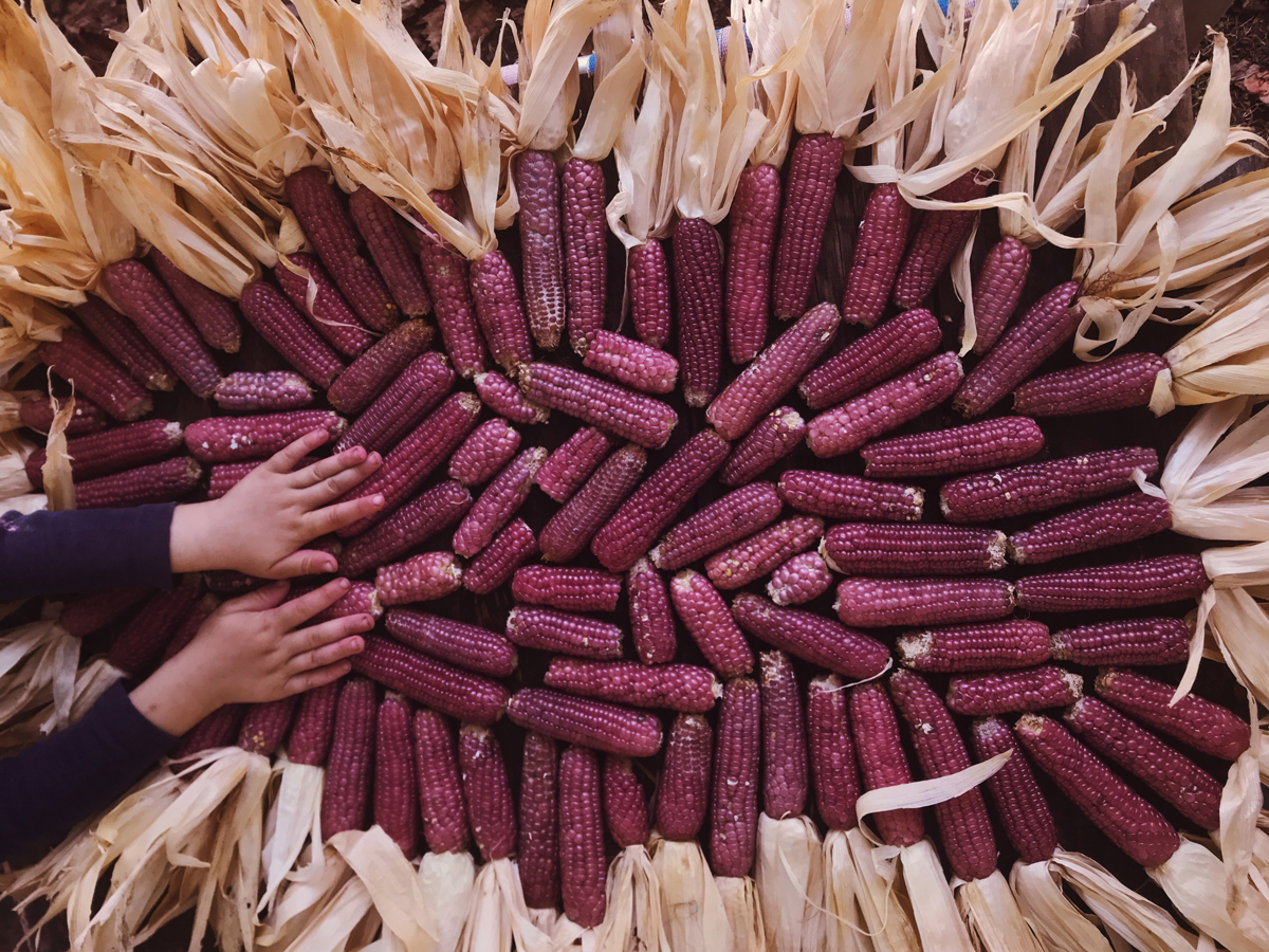 Humble Creek Farm corn.