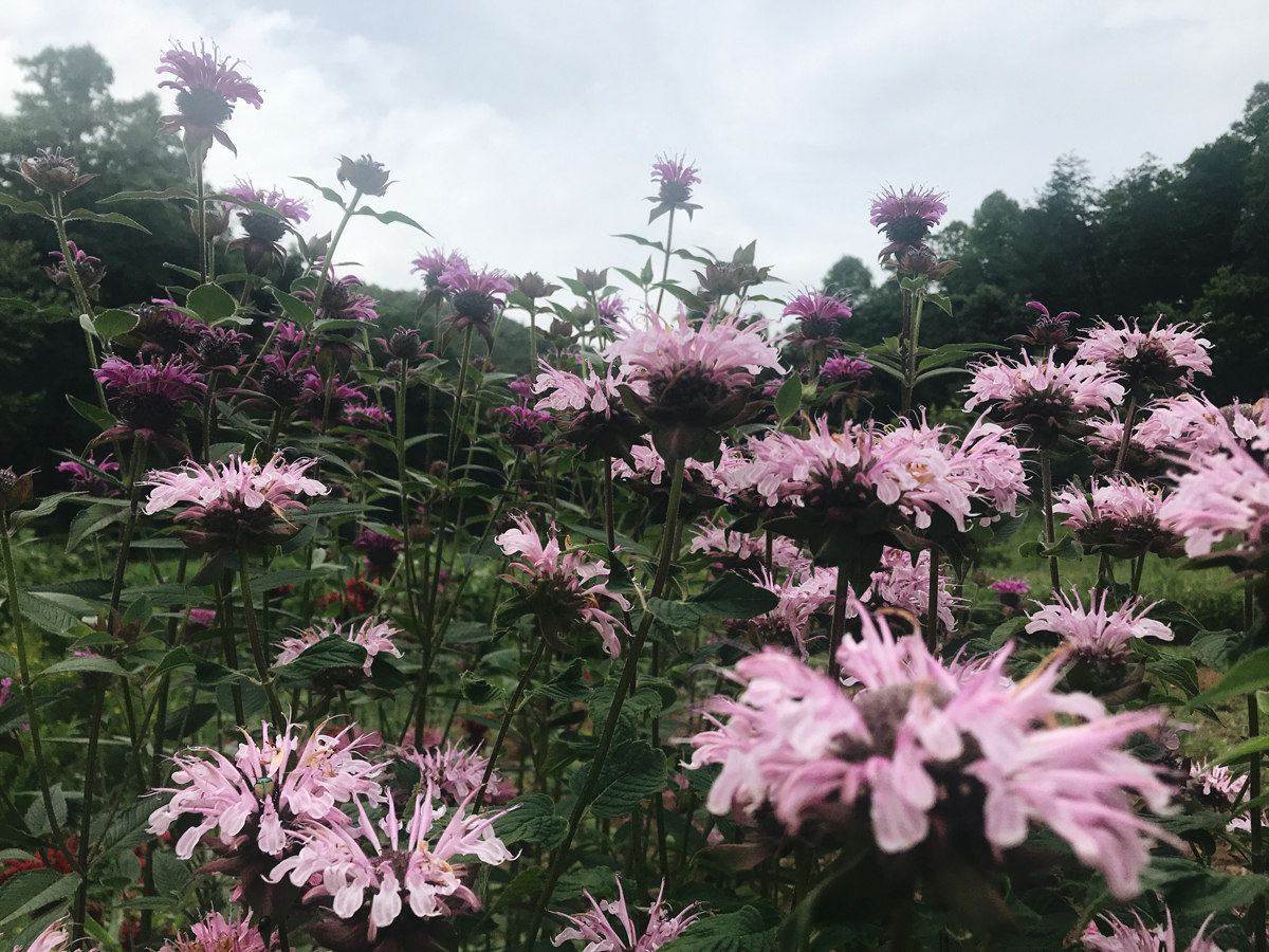 Humble Creek Farm Bee Balm