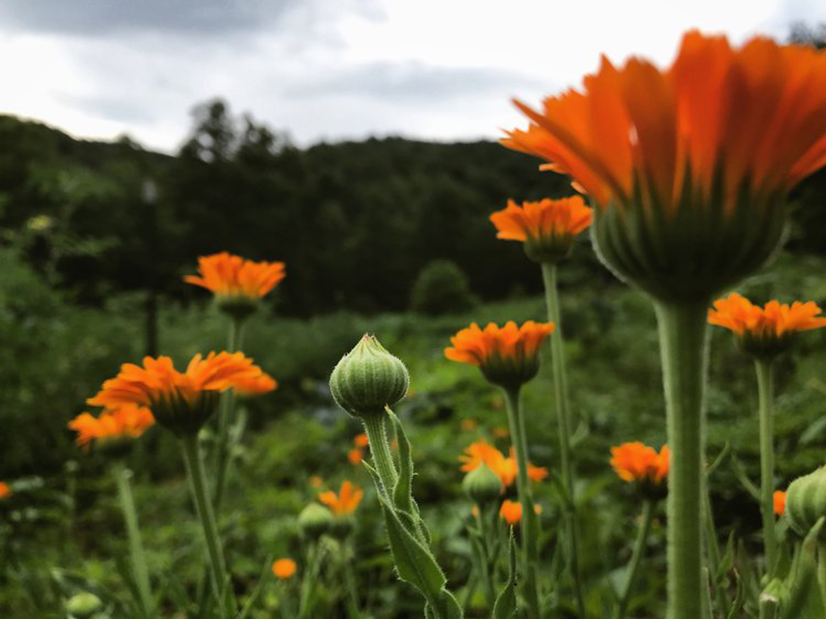 Humble Creek Farm Calendula.