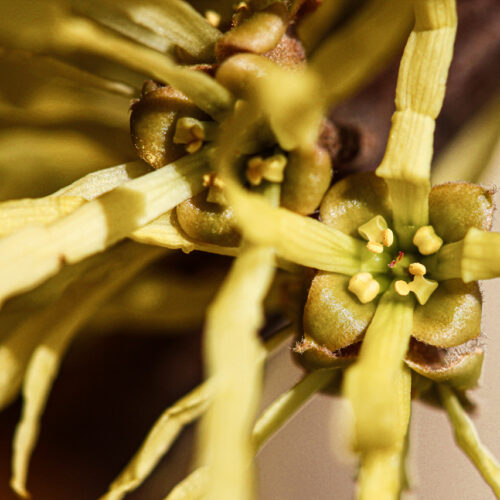 Witch Hazel (Hamamelis virginiana)