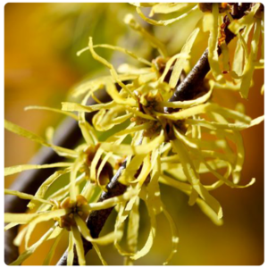 Witch Hazel branch