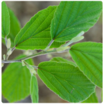 Green witch hazel leaves and buds