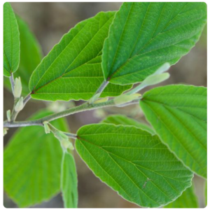 Green witch hazel leaves and buds