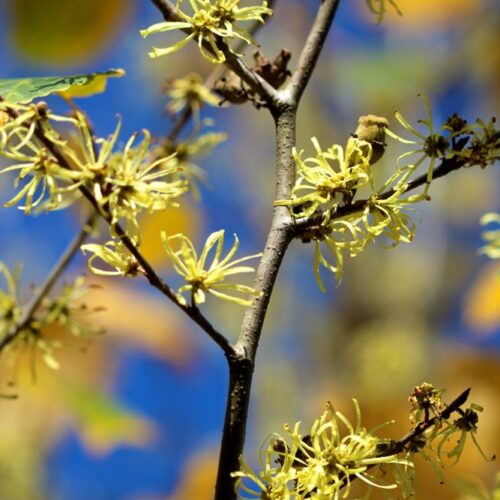 Witch hazel Hamamelis virginiana