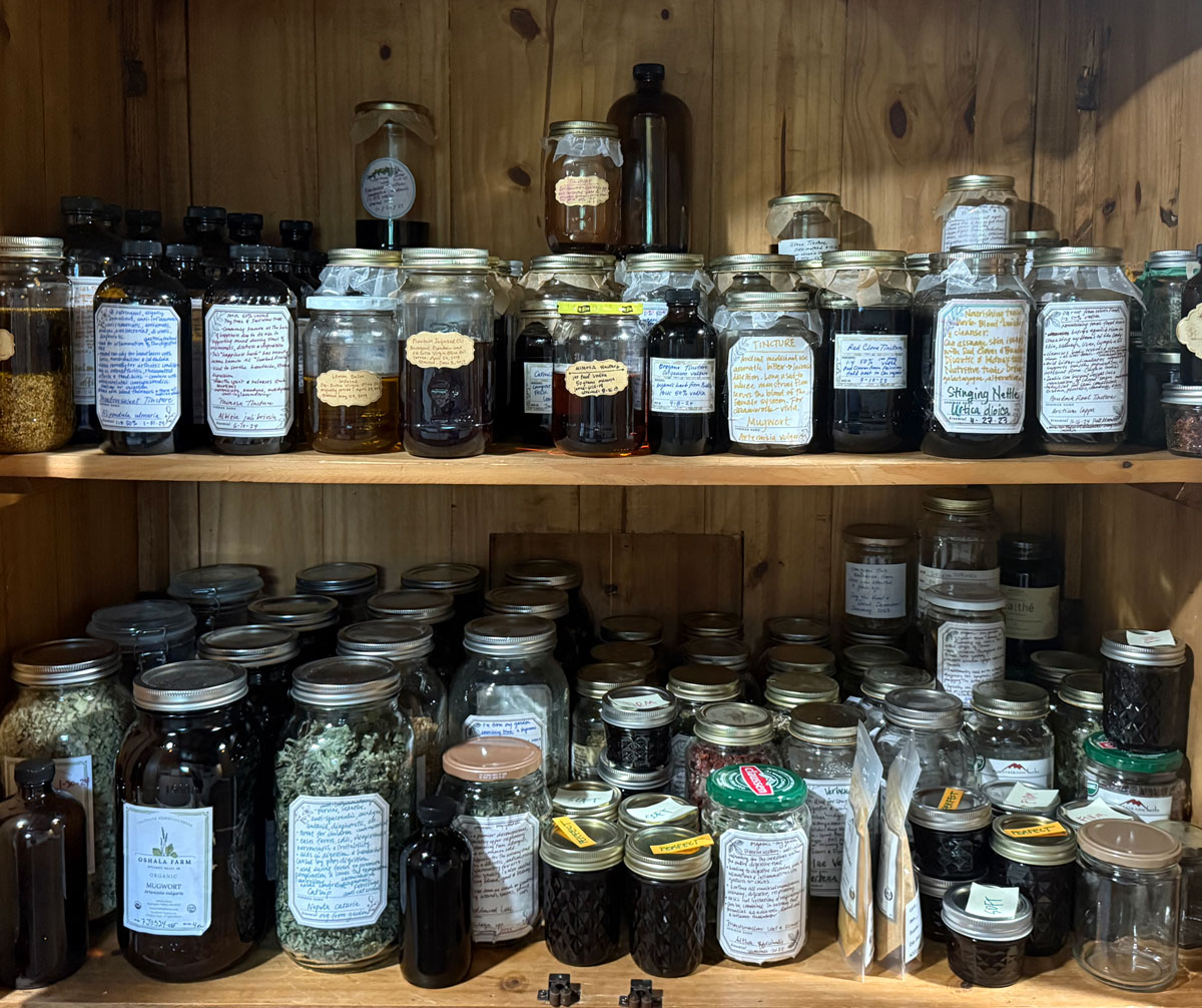 Detailed labels on the jars in the apothecary of a Chestnut School of Herbal Medicine student.