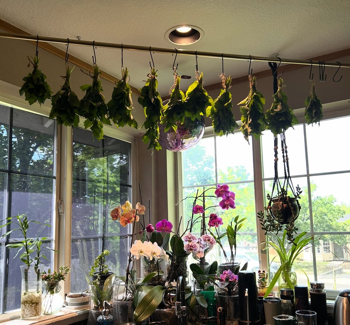 Herbs drying on a rod over the sink in Chestnut student's kitchen.