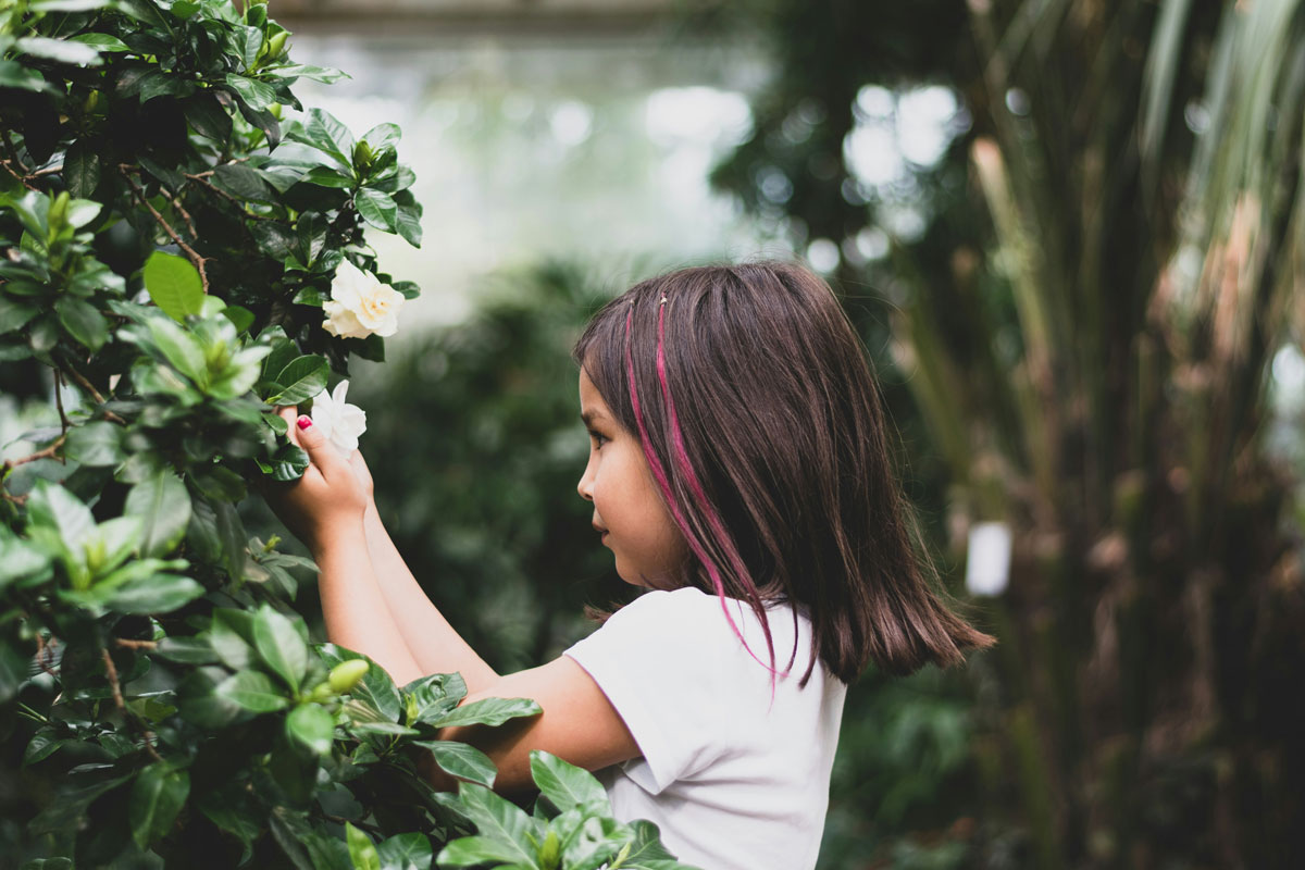 herbs for kids rose