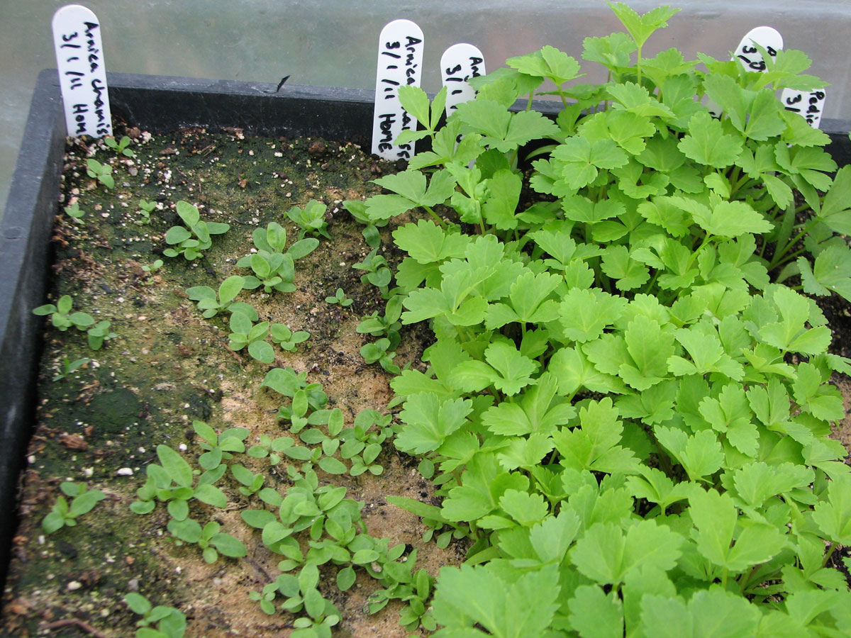 Deep open seed tray which can be used for overwintering seeds outdoors.