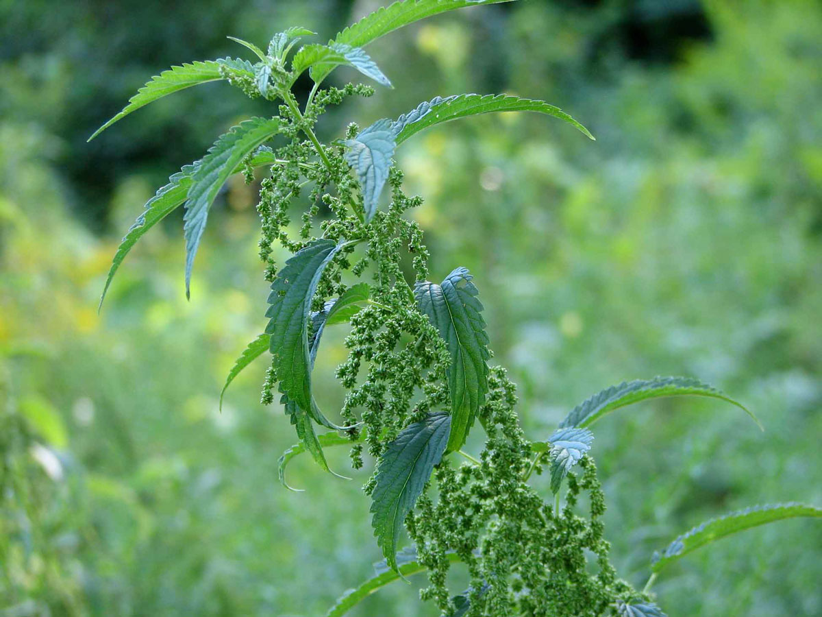 Stinging nettles going to seed.